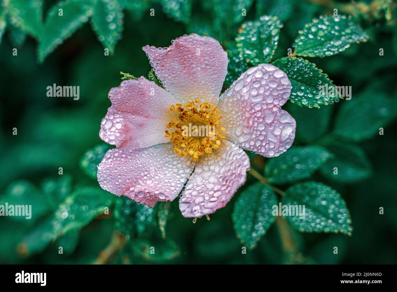 Fiore selvatico coperto di gocce di pioggia Foto Stock