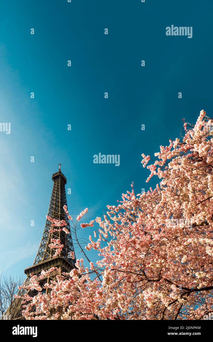 L'albero fiorisce in rosa sullo sfondo della Torre Eiffel di Parigi. I primi segni di primavera con splendidi fiori iniziano a fiorire in Francia. Foto Stock