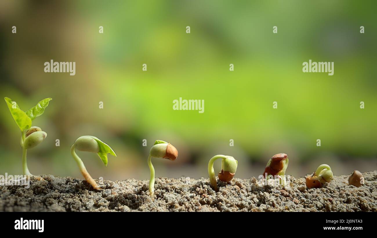 Primo piano di germogli di piselli germinanti nel suolo. Sequenze germinate di semi e crescita di pianta di piselli. Germinante di seme. Concetto di giornata ambientale. Pisello . Foto Stock