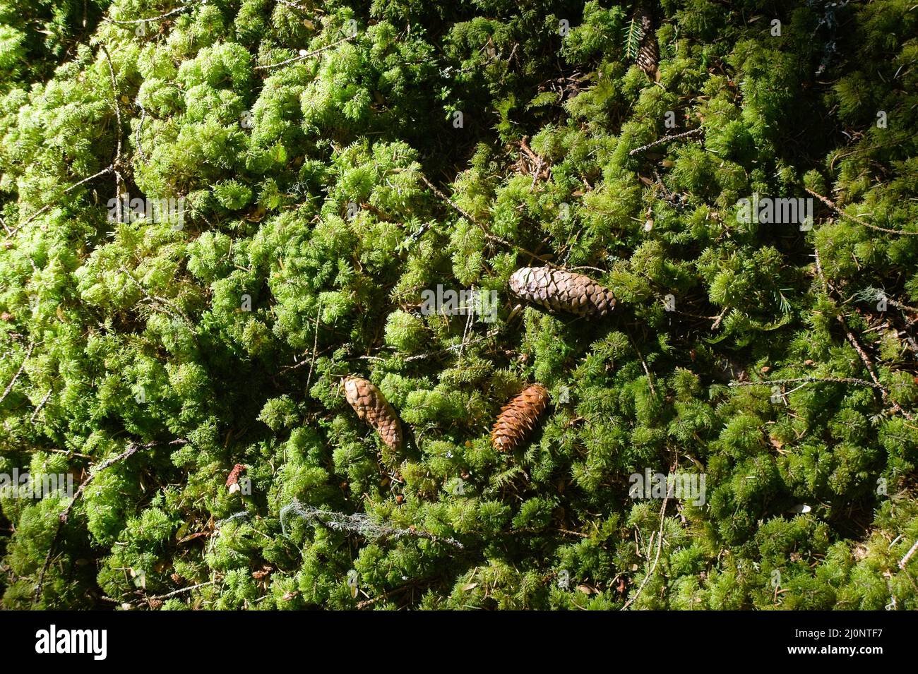 La primavera è proprio dietro l'angolo nella foresta con un sacco di sole e temperature calde. Foto Stock