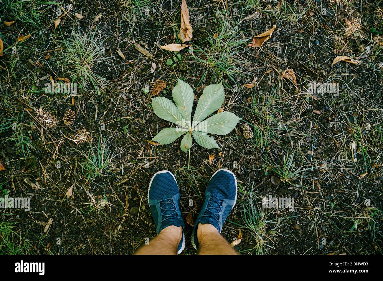 Gambe maschili in sneakers e pantaloncini sull'erba vicino ad una foglia di castagno. Primo piano Foto Stock