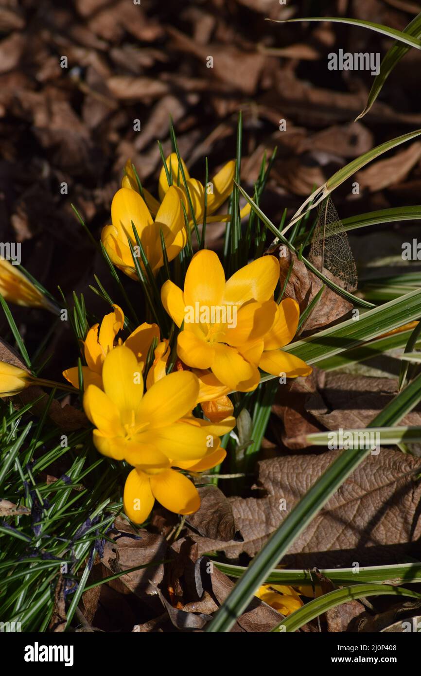 Il crocus d'oro risplende alla luce del mattino Foto Stock