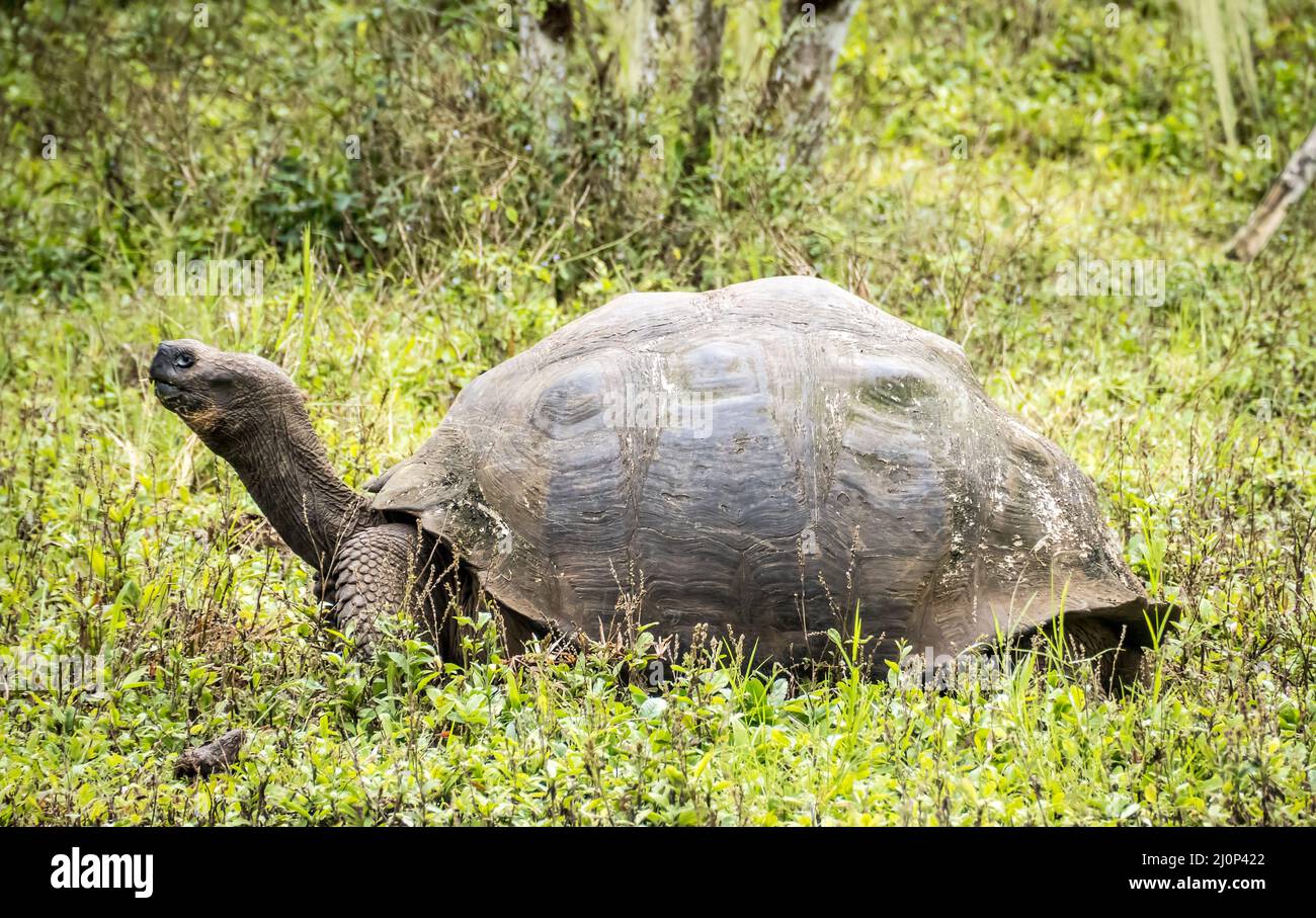 Tartaruga gigante Galapagos, Isla Santa Cruz, Galapagos, Ecuador Foto Stock