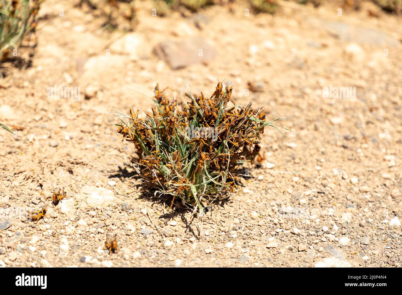 Fuoco selettivo su un grumo di erba che è mangiato da uno sciame di locusta marrone. Foto Stock