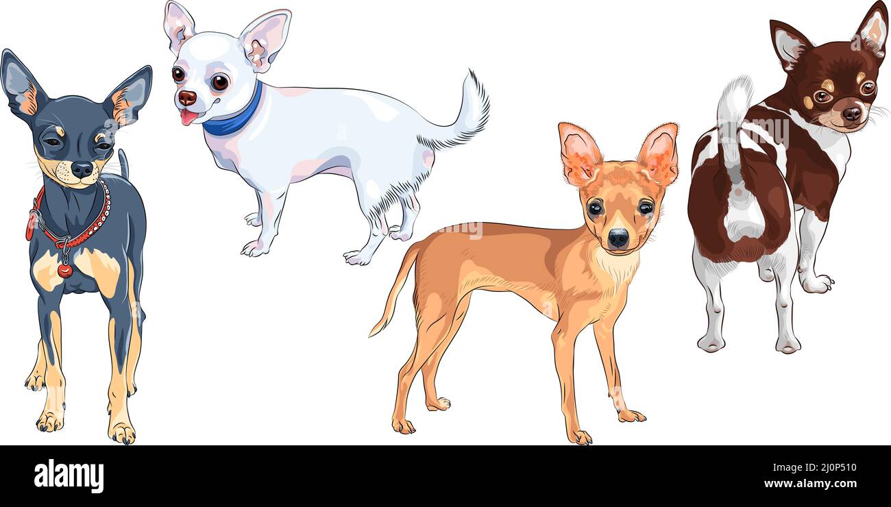 Disegno di colore del cervo-testa di stenditair bianco carino cane Chihuahua razza sorridente Illustrazione Vettoriale