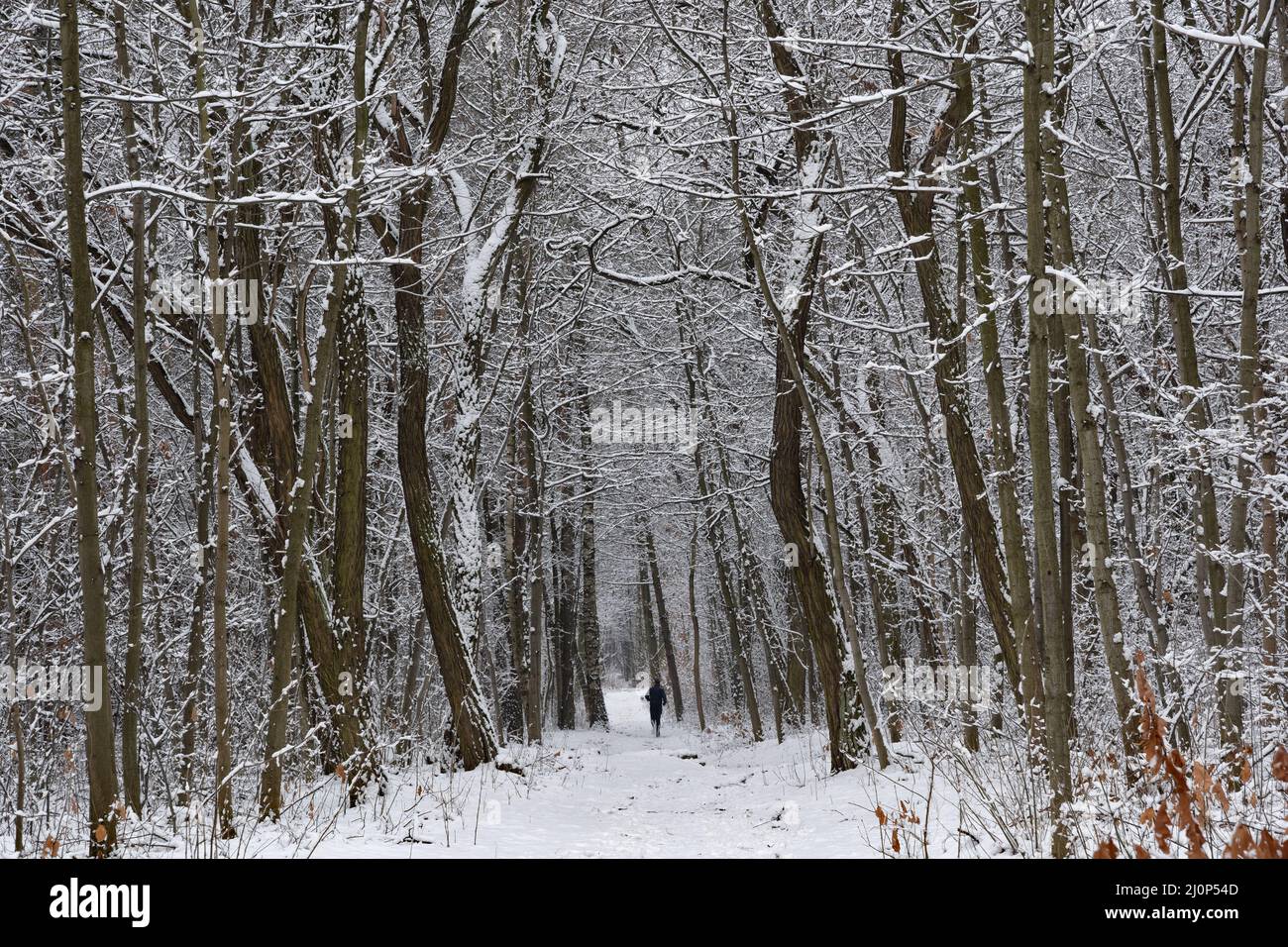 Inverno nella foresta con alberi innevati e sentiero con corridore in lontananza, solitudine nella natura. Foto Stock