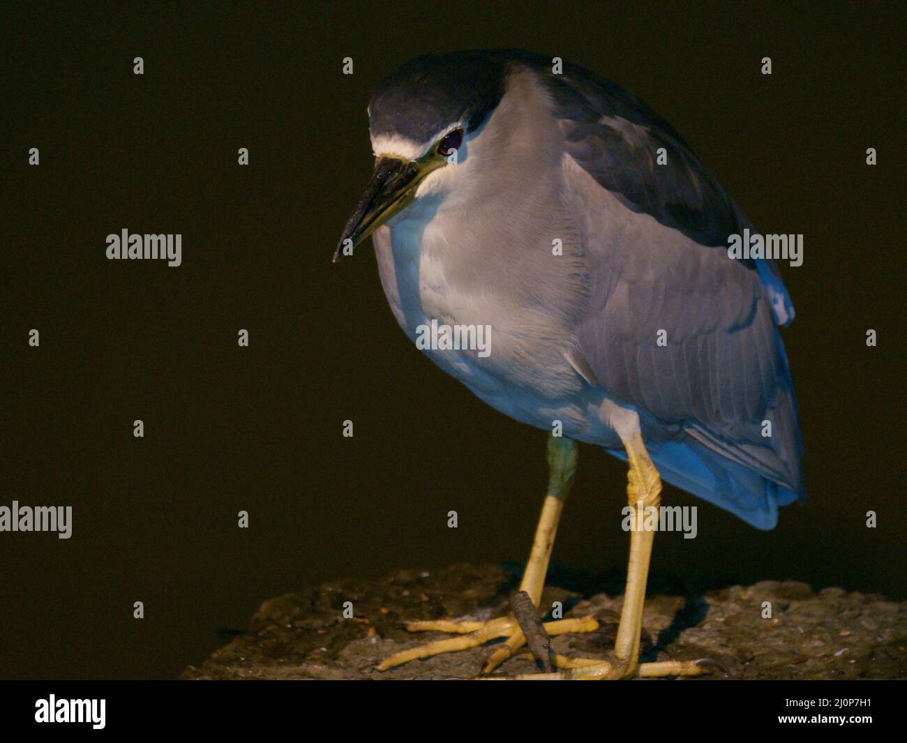 Heron, Parco Ibirapuera, São Paulo, Brasile Foto Stock