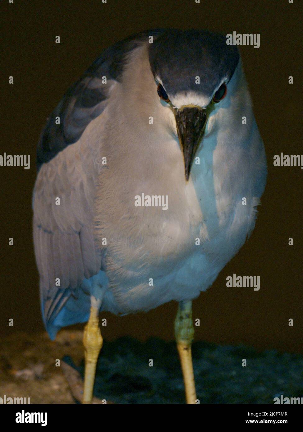 Heron, Parco Ibirapuera, São Paulo, Brasile Foto Stock