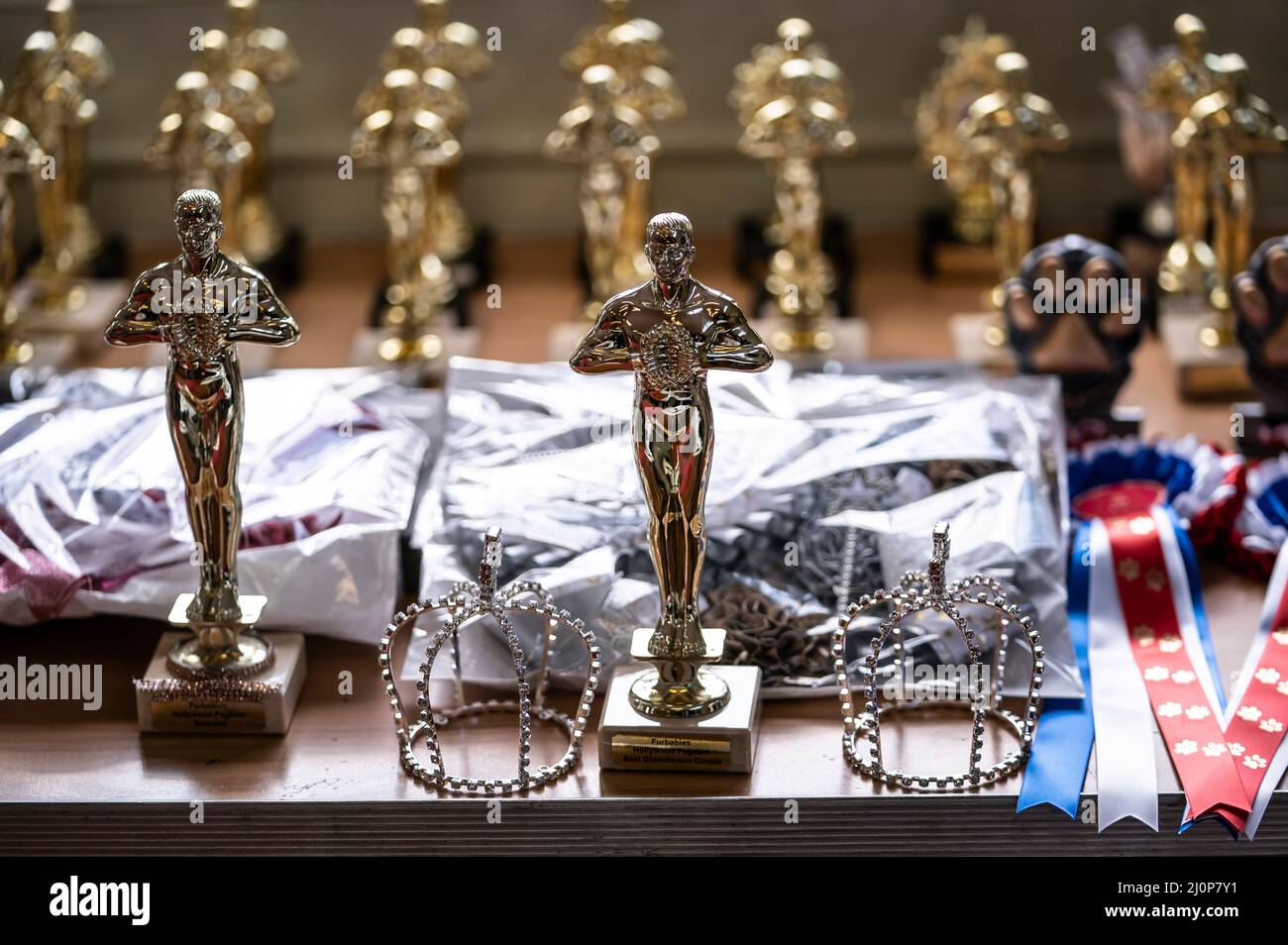 Premi per varie categorie durante l'Hollywood (Un giorno all'Oscar's) a tema Furbebes Dog Pageant al Collingham Memorial Hall, Leeds. Data foto: Domenica 20 marzo 2022. Foto Stock