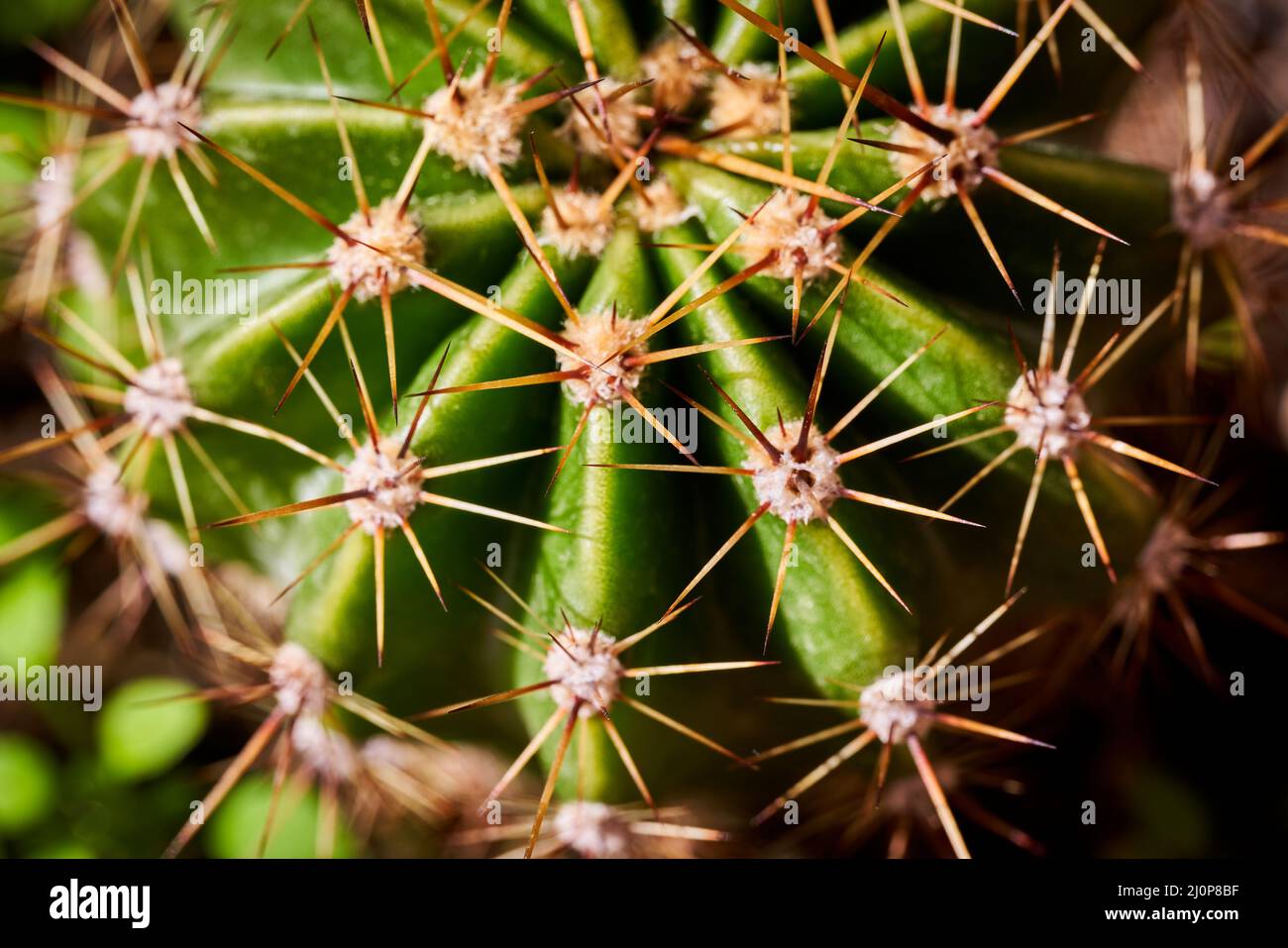 Varietà di cactus hardy homegrown e vista delle sue punte Foto Stock