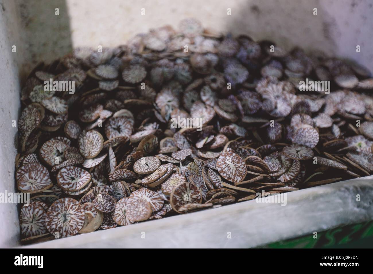 Noce di Betel tradizionale Maldiviano essiccato sul mercato a Male City Foto Stock