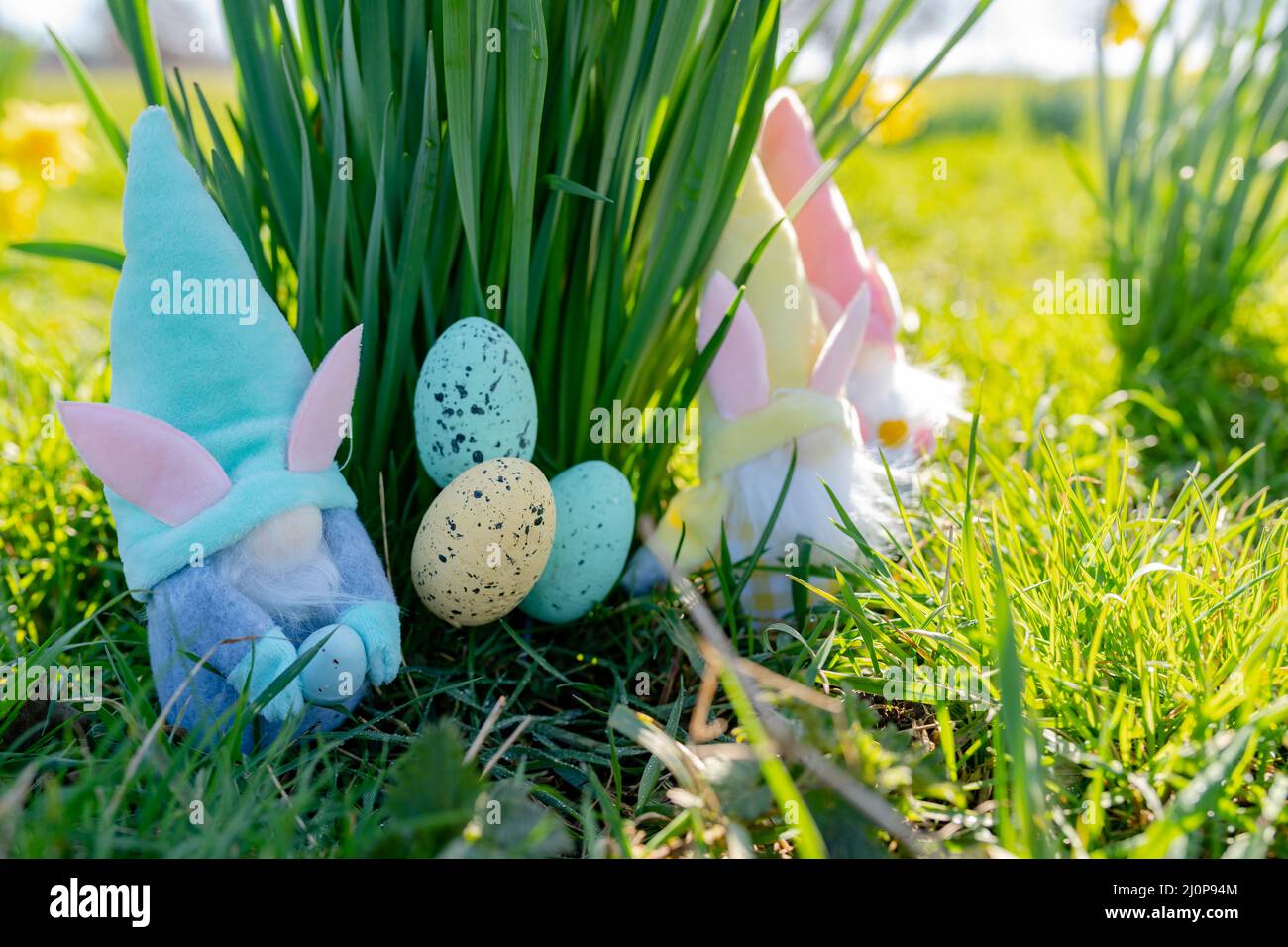 I Gonks di Pasqua e le uova di Pasqua di fronte ad alcuni daffodils selvaggi in una giornata di primavera luminosa e soleggiata Foto Stock
