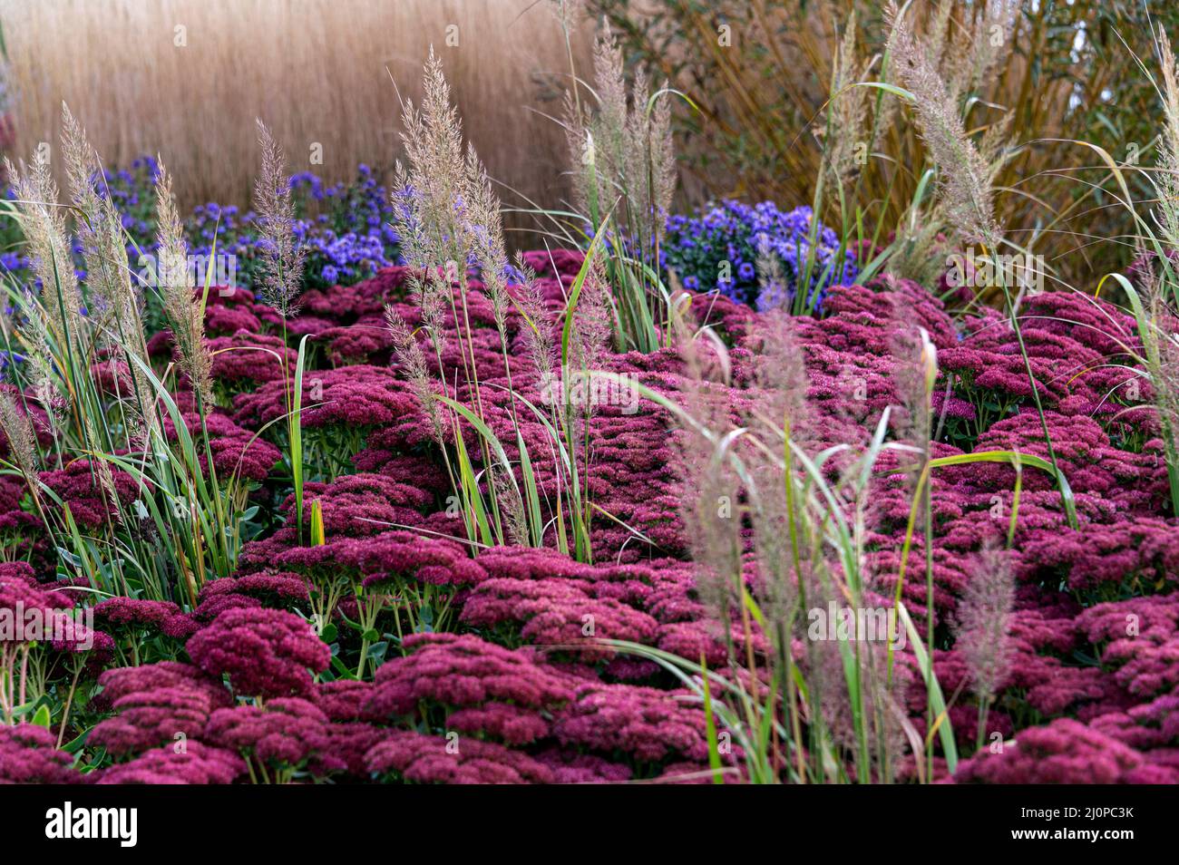 Calamagrostis brachytricha, hylocelephium Herbstfreude, Crassulaceae, Poaceae. Impianto autunnale colorato, con erbe che aggiungono struttura. Foto Stock