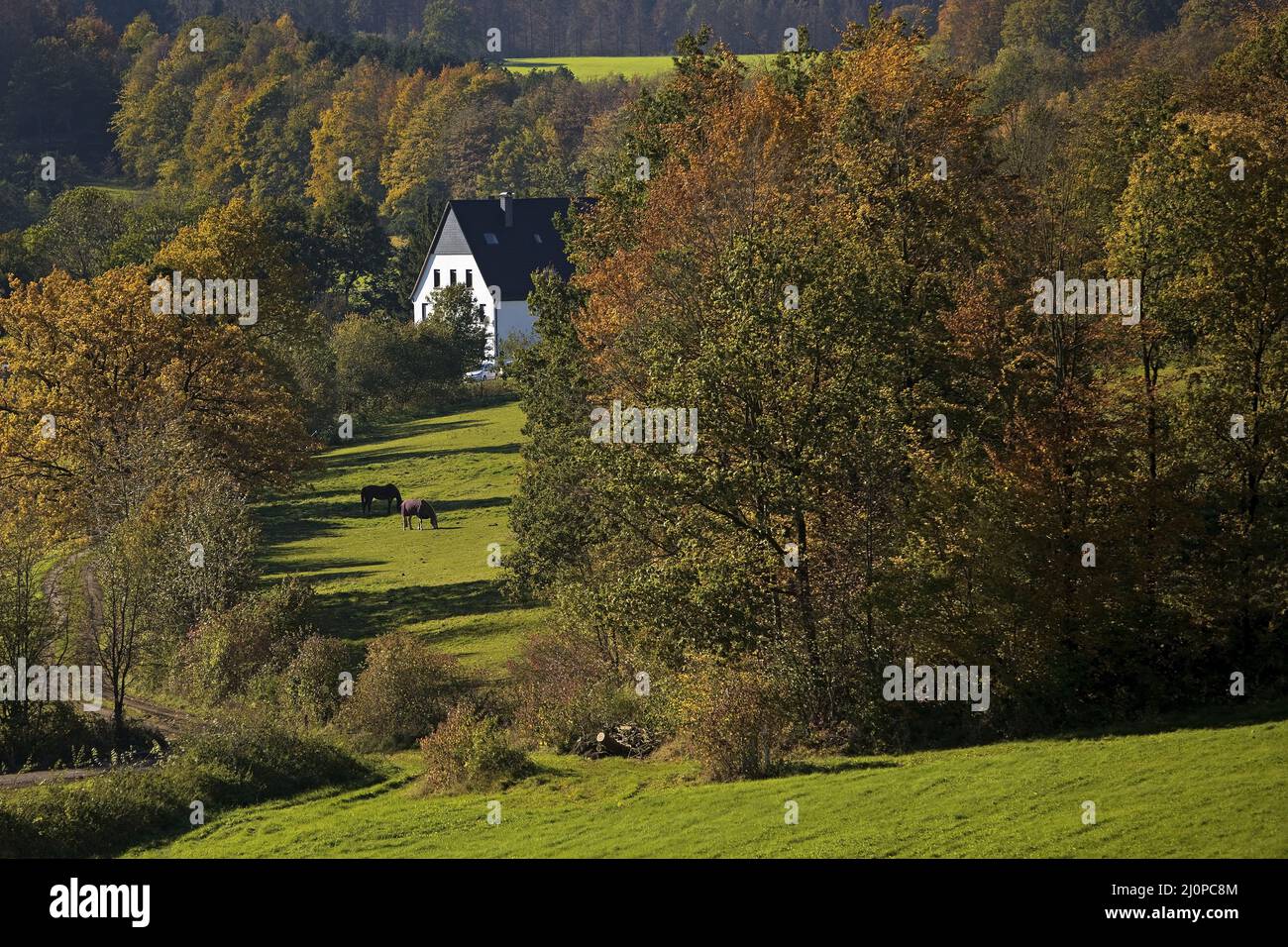 Paesaggio nella valle di Ebbebach sotto Nordhelle, Herscheid, Sauerland, Germania, Europa Foto Stock