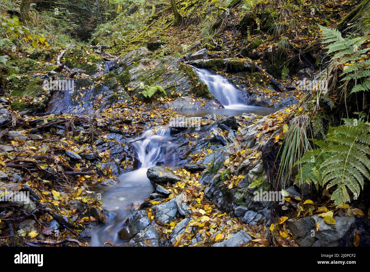 Piccola cascata nella riserva naturale di Bommecketal in autunno, Plettenberg, Germania, Europa Foto Stock