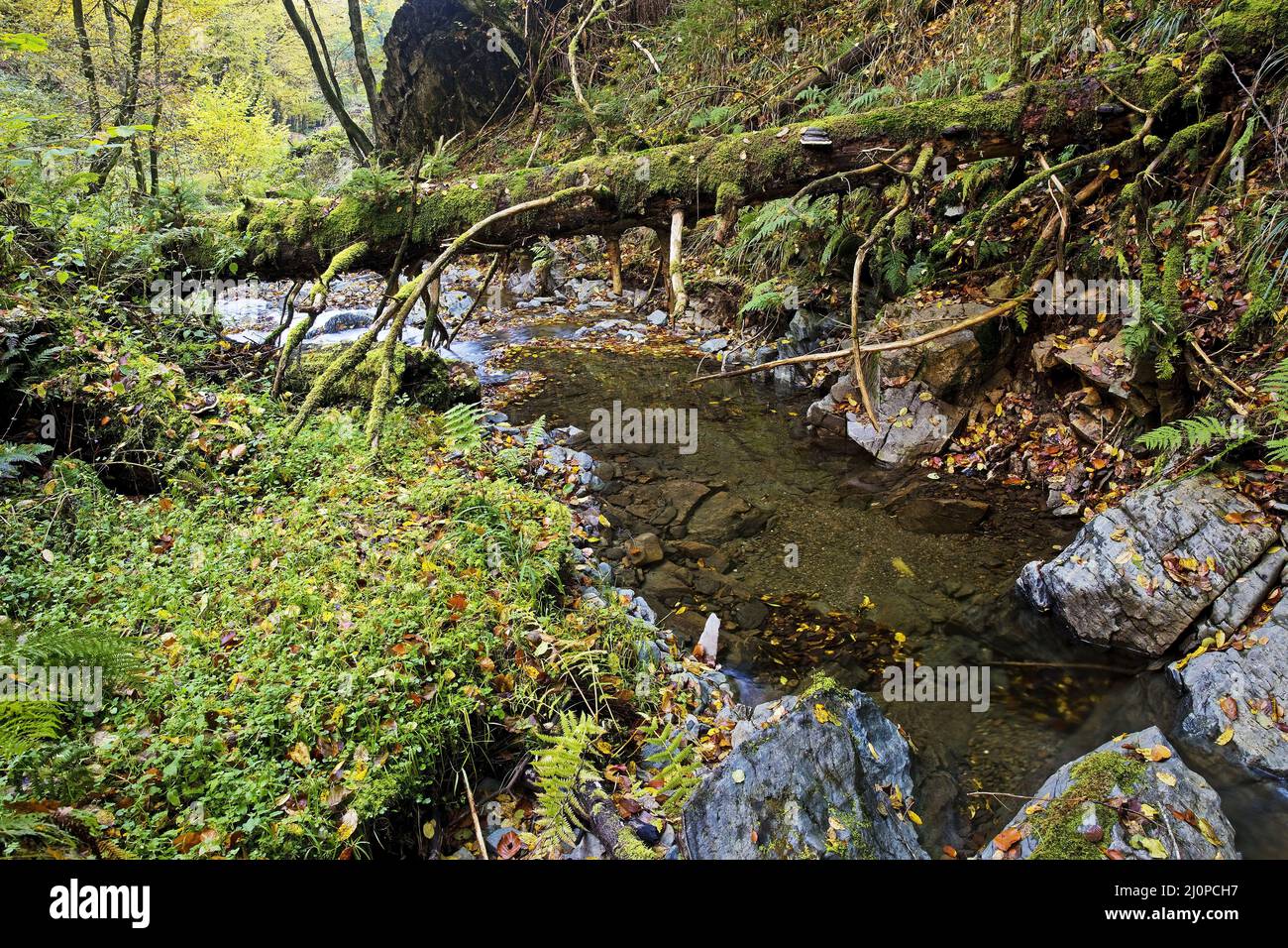 Corso d'acqua del Bommecke nella riserva naturale di Bommecketal in autunno, Plettenberg, Germania Foto Stock