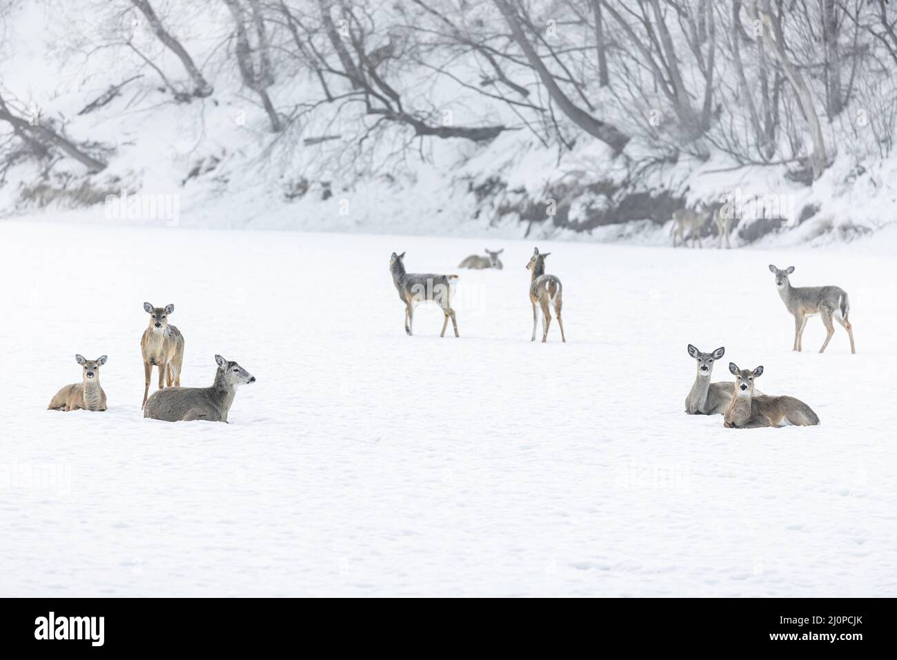 Raduno di cervi dalla coda bianca sul fiume ghiacciato di Assiniboine, Winnipeg, Manitoba, Canada. Foto Stock