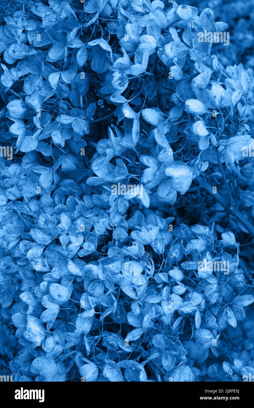 Immagine classica blu con toni. Foto floreale Moody dark art con piccoli fiori secchi di hydrangea su sfondo marrone scuro e asciutto, wint Foto Stock