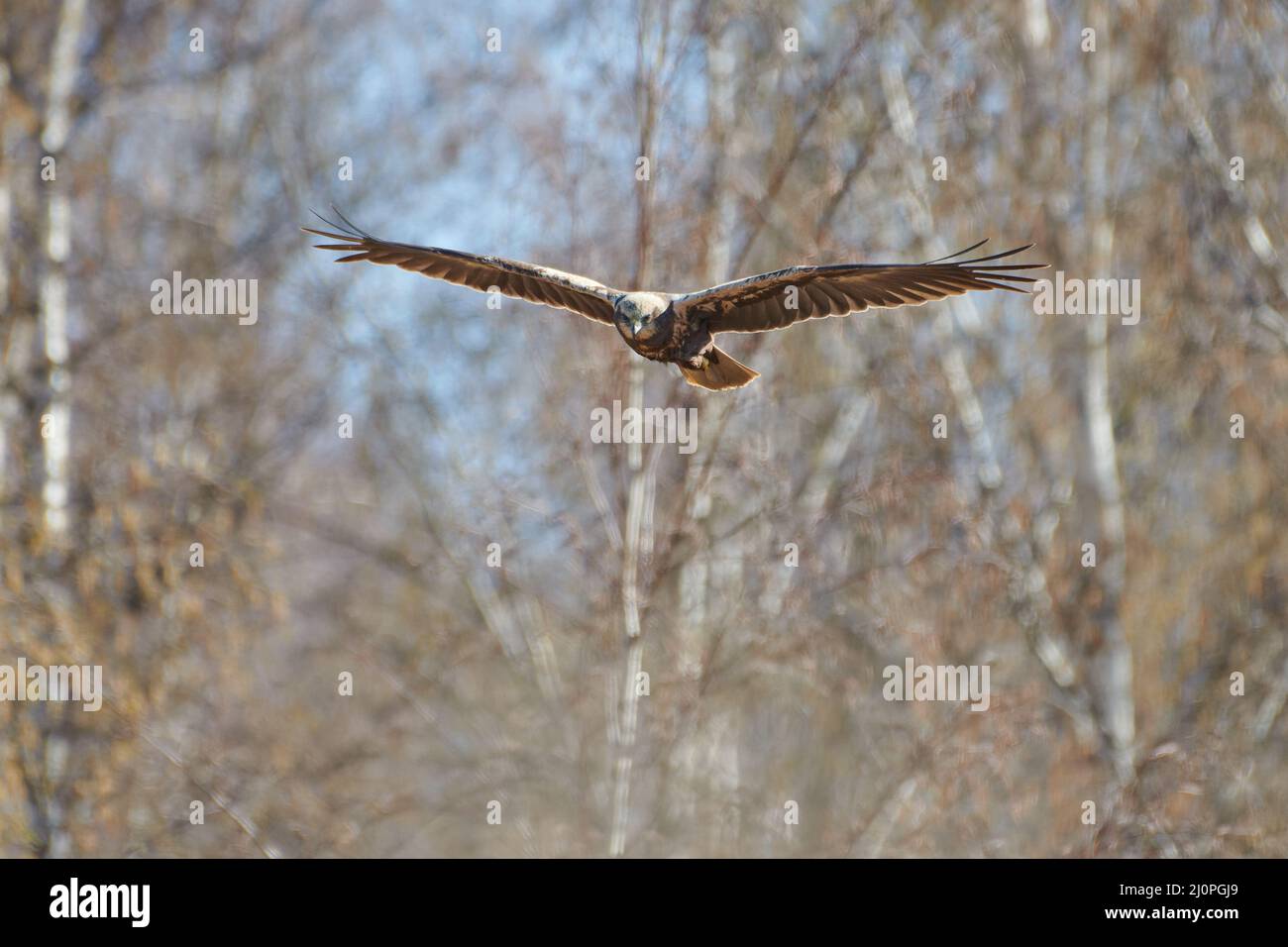 Una femmina arrier occidentale della palude che vola nella foresta di betulla la mattina di primavera nella Finlandia occidentale. Foto Stock