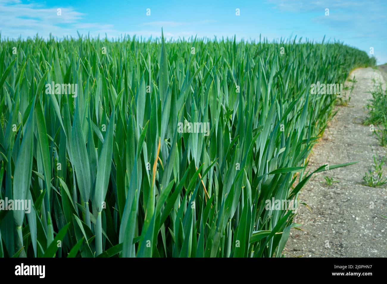 Campo di orzo verde sulla strada da una prospettiva bassa, giorno di primavera Foto Stock