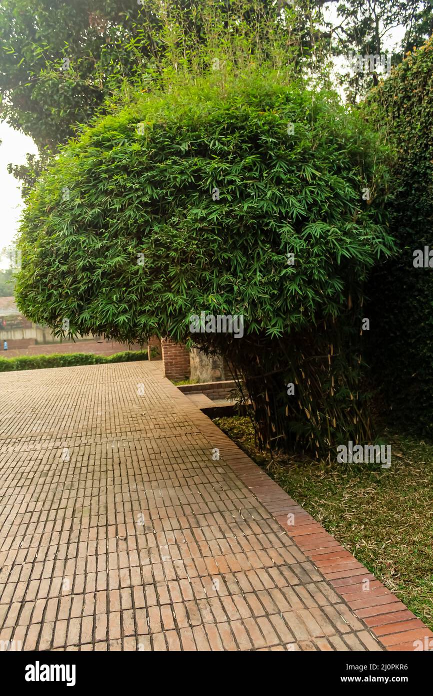 albero di bambù nel giardino di un luogo storico di narayanganj Foto Stock