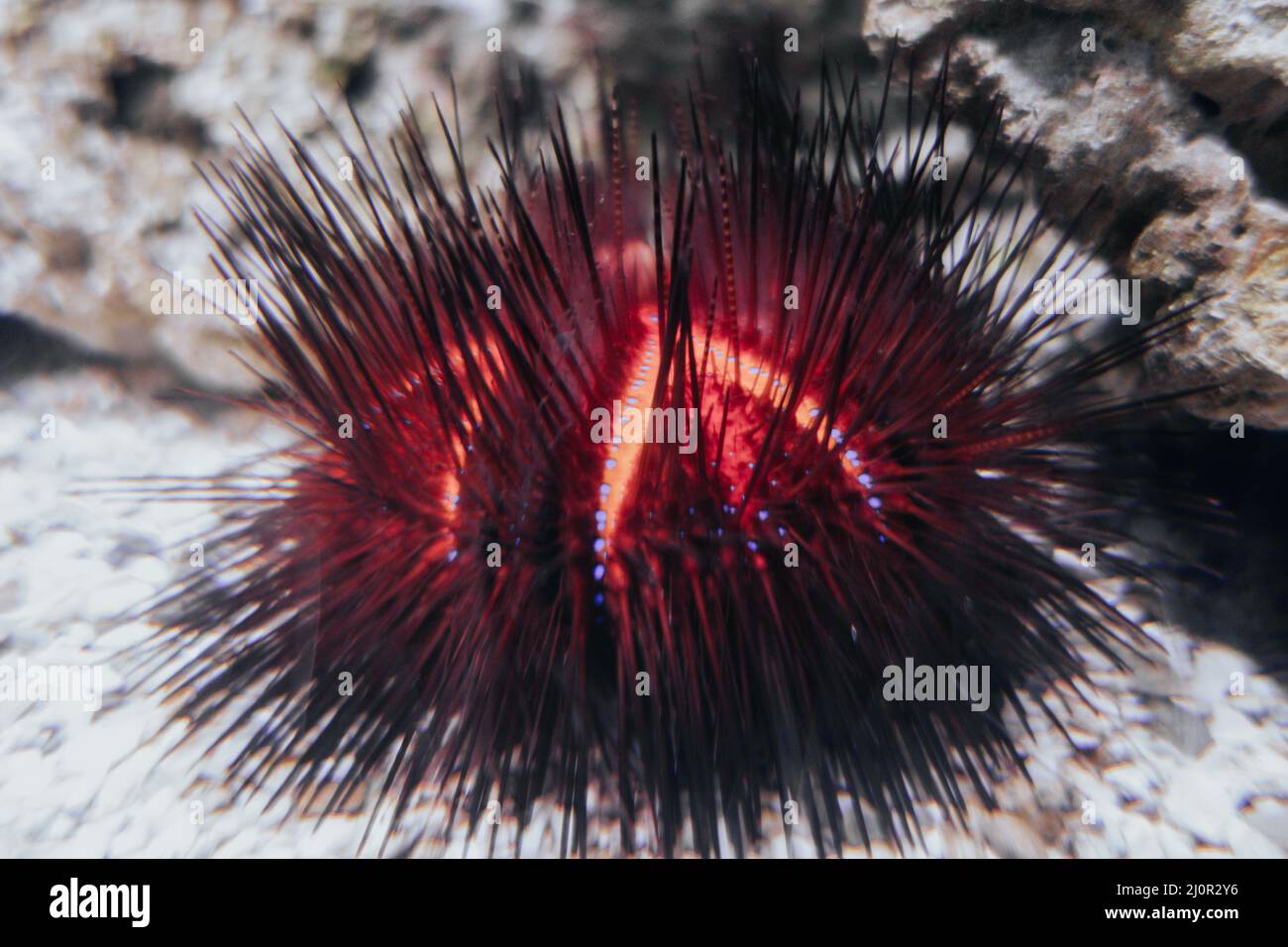 Riccio di mare Foto Stock