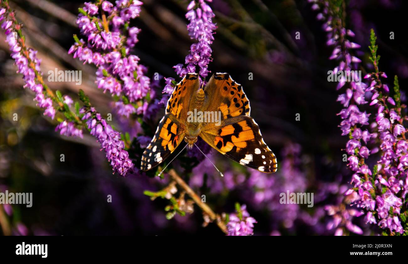 Primo piano di una farfalla monarca su un fiore viola Foto Stock