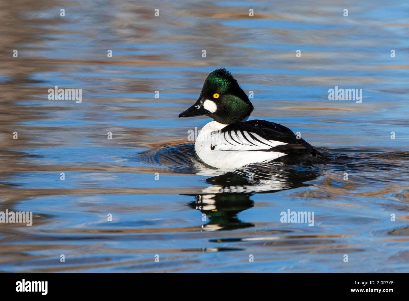 Primo piano ritratto di uno splendido Goldeneye drake al culmine della sua stagione riproduttiva con un occhio giallo brillante e testa verde lucido che si glassare indietro come esso Foto Stock