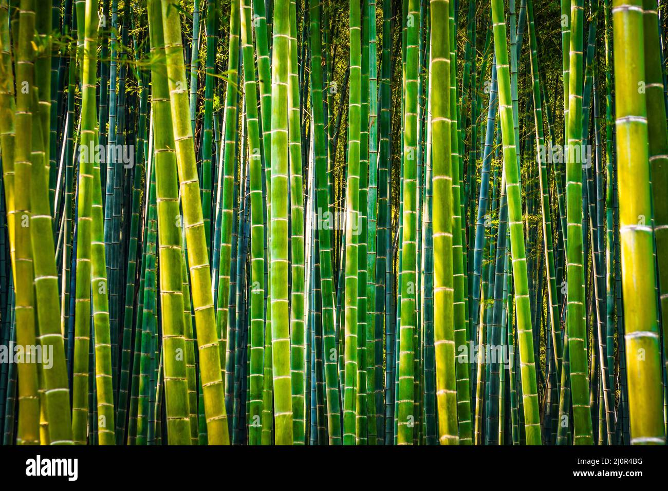Kyoto Arashiyama foresta di bambù (contrasto elevato) Foto Stock