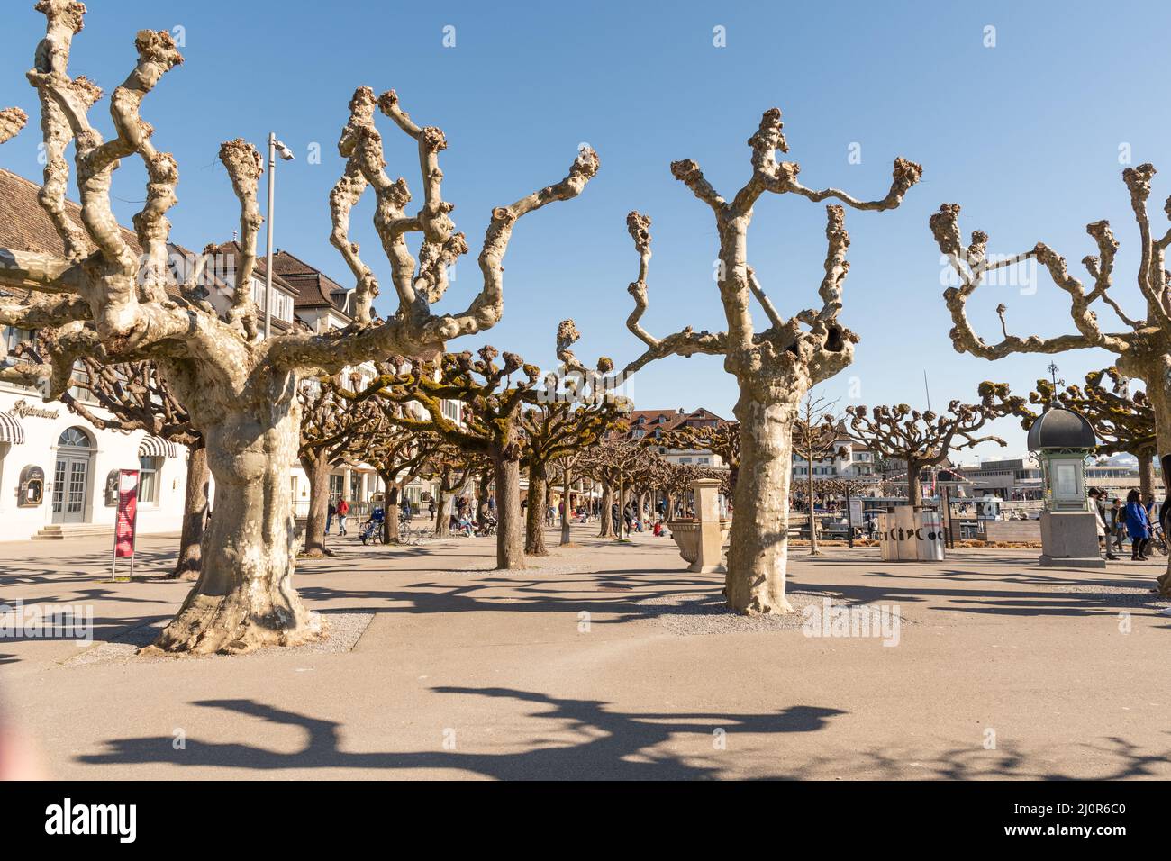 Rapperswil, Svizzera 27 febbraio, 2022 alberi di platane sul lago di Zurigo in una giornata di sole Foto Stock