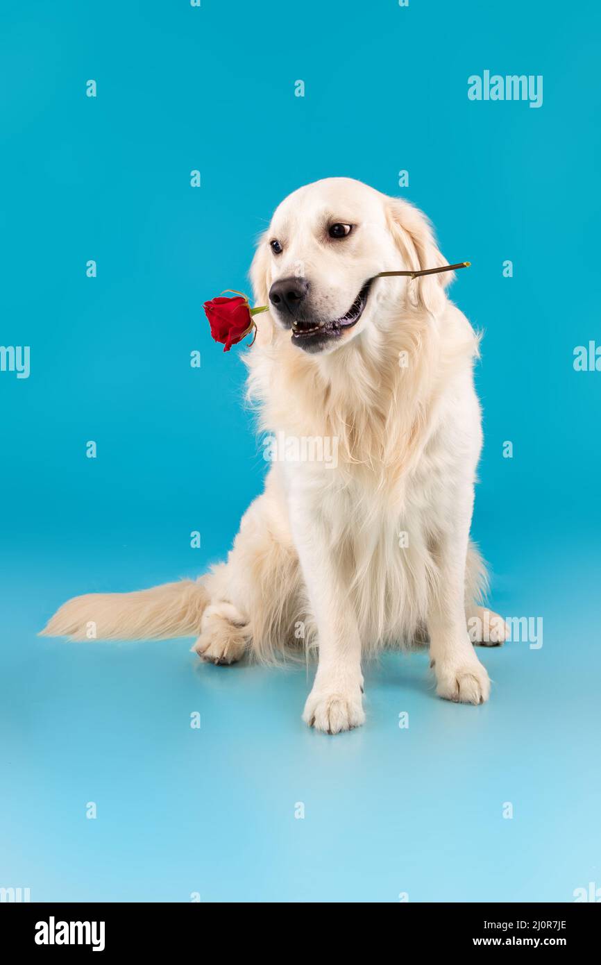 Ritratto di cane sano carino che tiene rosso rosa in bocca Foto Stock