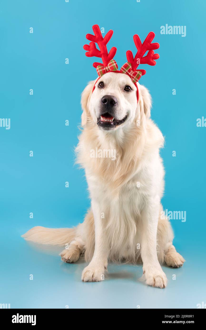 Ritratto di carino cane sano in posa in archetto Foto Stock
