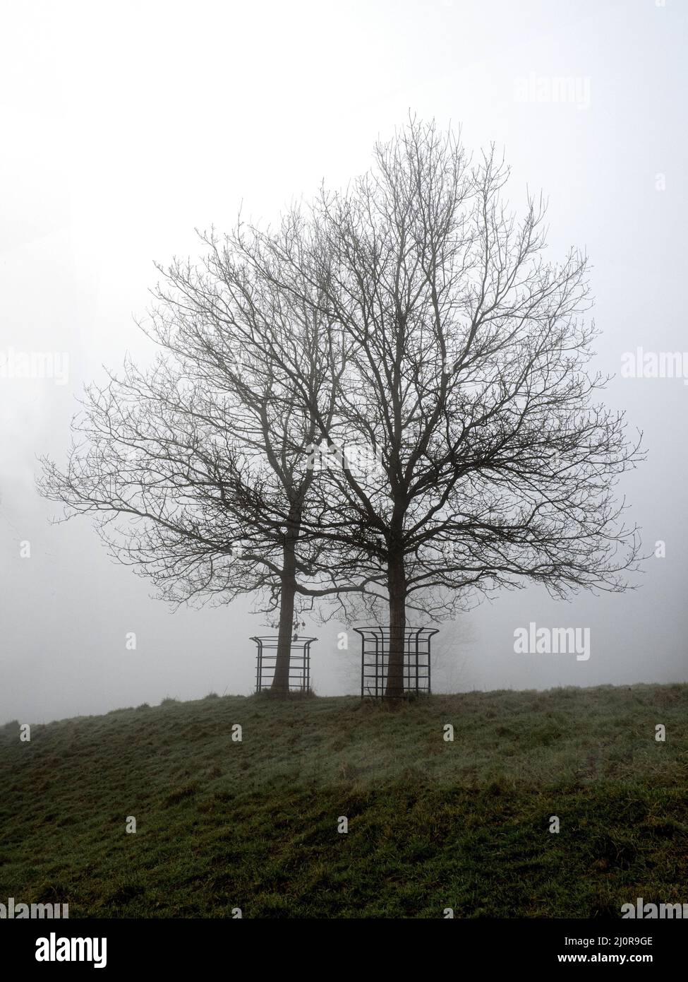 Due giovani alberi da taglio in gabbie di cervi nella nebbia invernale - Ashton Court Bristol UK Foto Stock