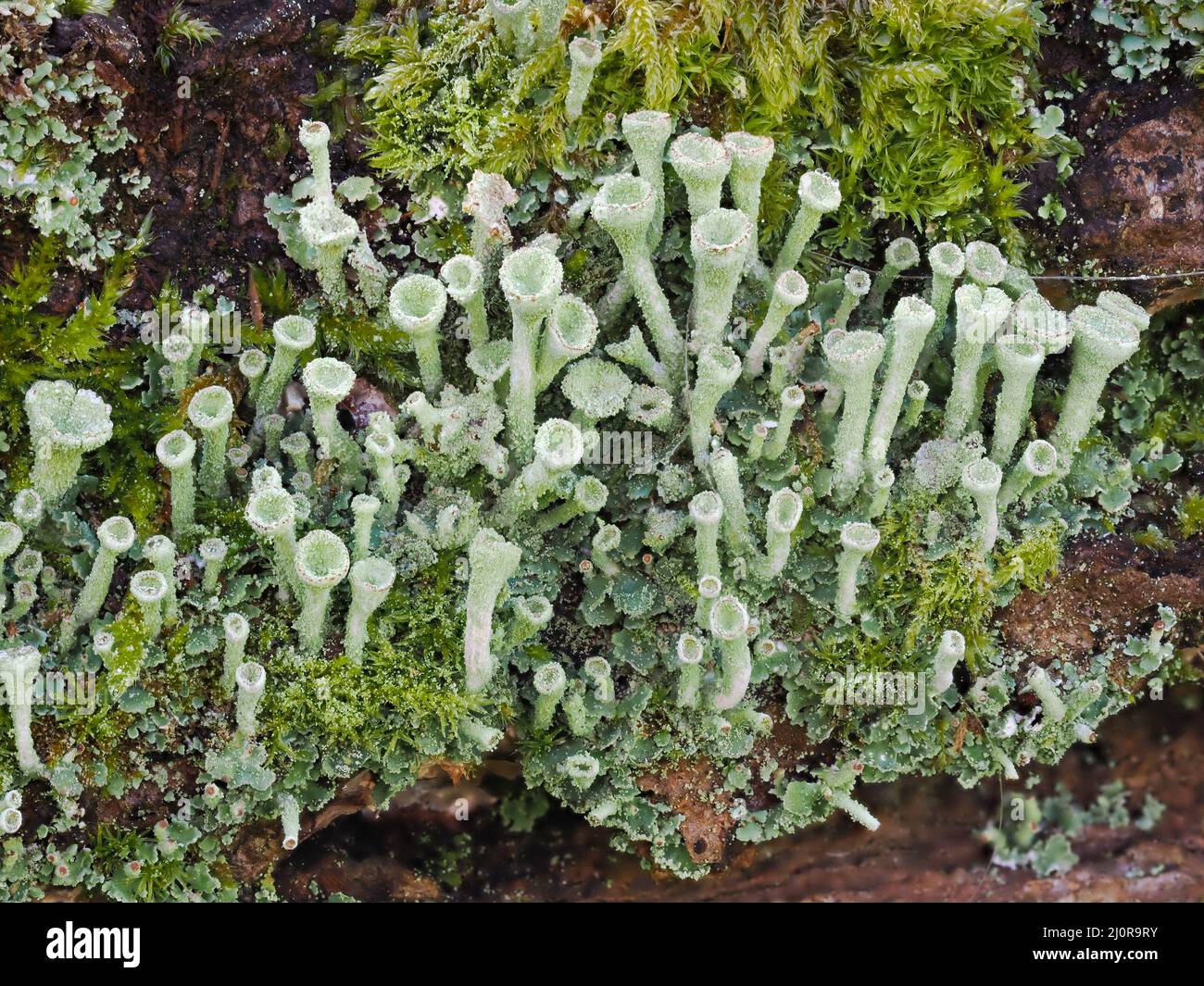 Trumpet Lichen Cladonia fimbriata in polvere su un ceppo di Mosy in Somerset UK Foto Stock