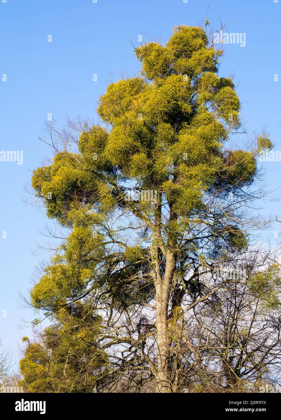 Infestazione pesante di Mistletoe Viscum album su rami superiori di faggi in Somerset UK dando l'albero l'aspetto di essere in foglia in inverno Foto Stock