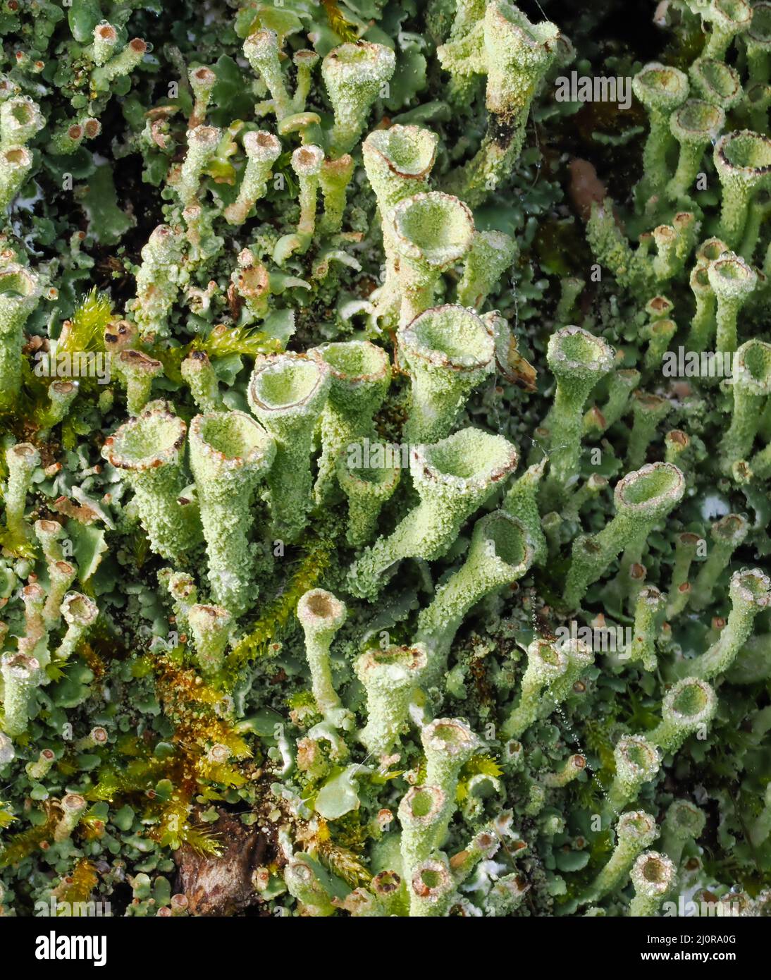 Trumpet Lichen Cladonia fimbriata in polvere su un ceppo di Mosy in Somerset UK Foto Stock
