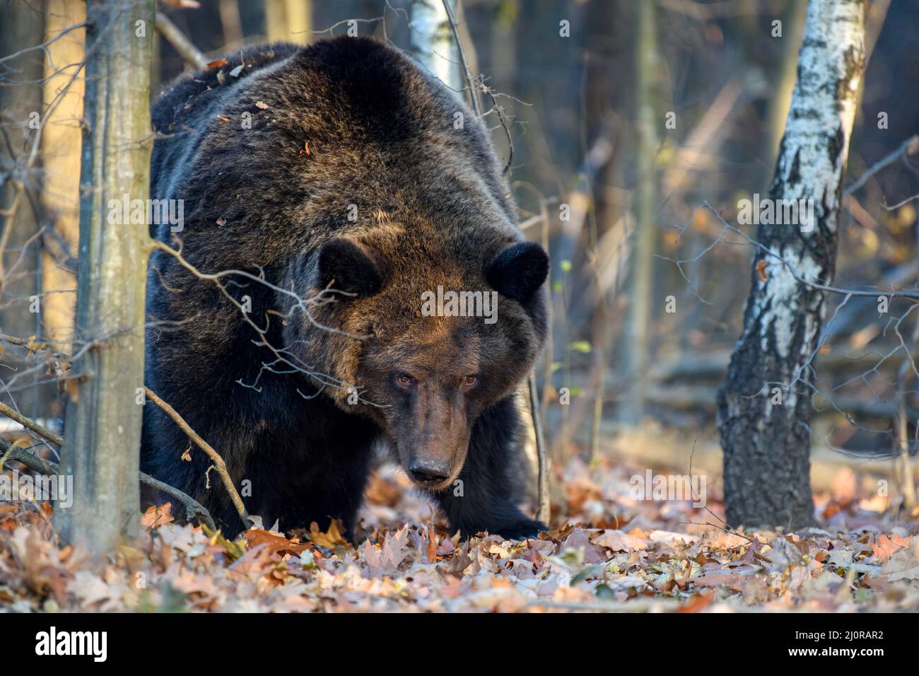 Wild Brown Bear (Ursus arctos) nella foresta. Animale in habitat naturale. Scena della fauna selvatica Foto Stock