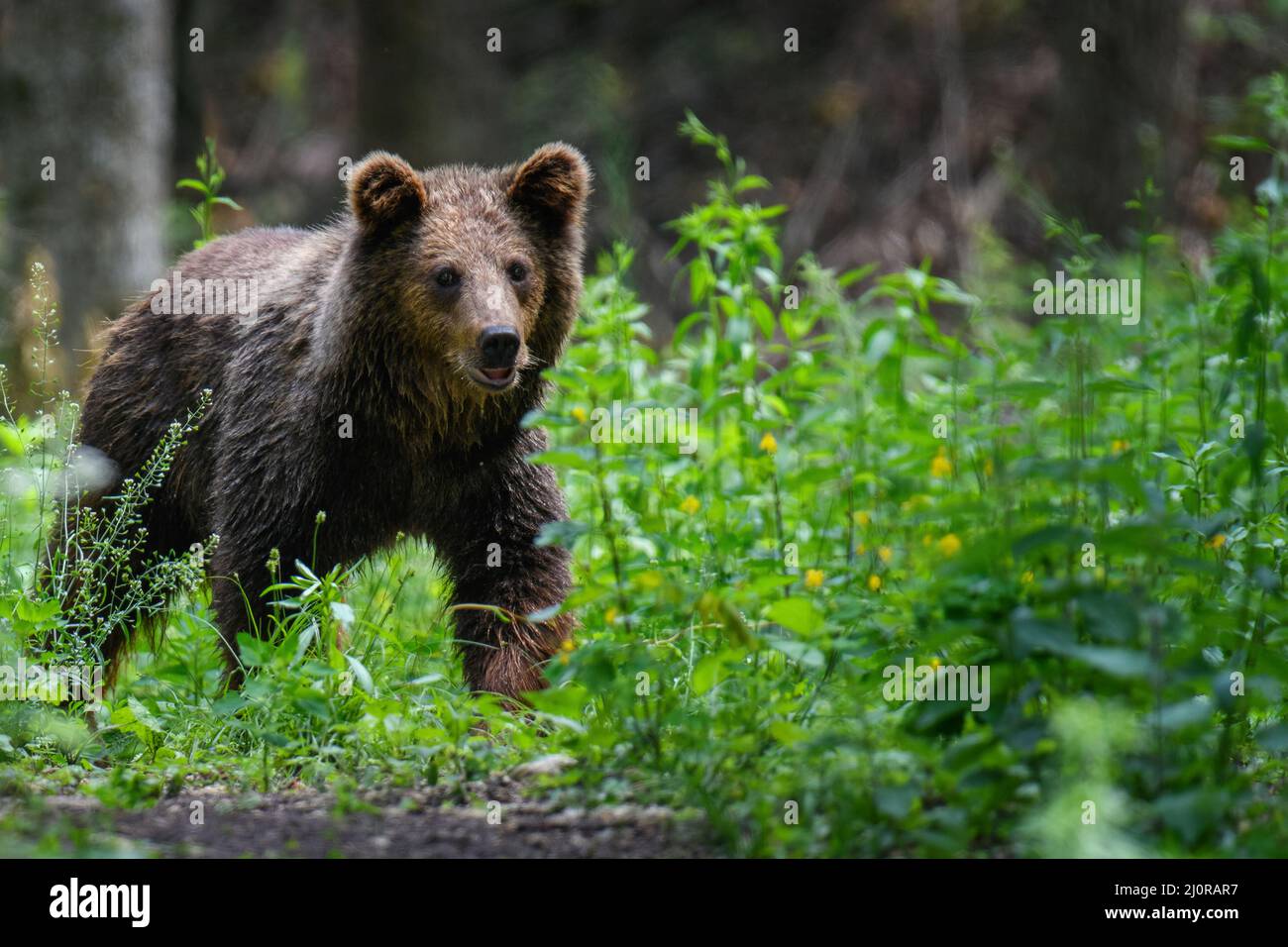 Orso bruno selvaggio (Ursus arctos) nella foresta estiva. Animale in habitat naturale. Scena della fauna selvatica Foto Stock