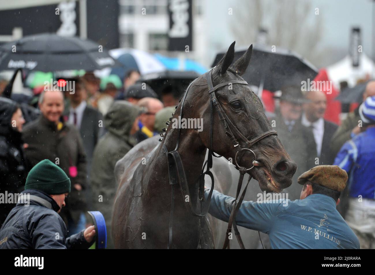 Regina Mother Champion Chase Race vincitore Energumene guidato da Paul Townend Giorno 2, corse al Cheltenham Gold Cup Festival al Cheltenham Racec Foto Stock