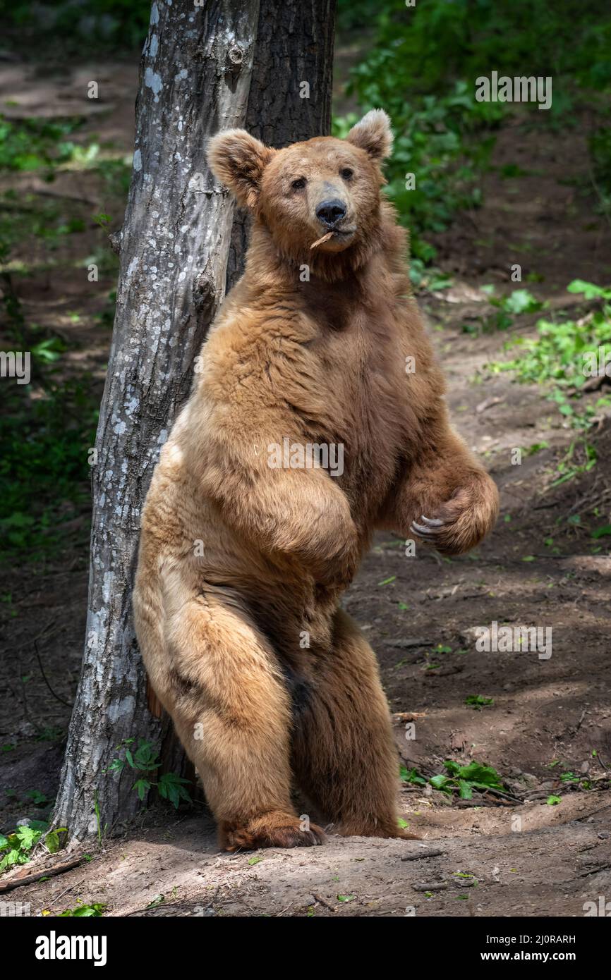 L'orso bruno selvaggio (Ursus arctos) si appoggia contro un albero nella foresta estiva. Animale in habitat naturale. Scena della fauna selvatica Foto Stock