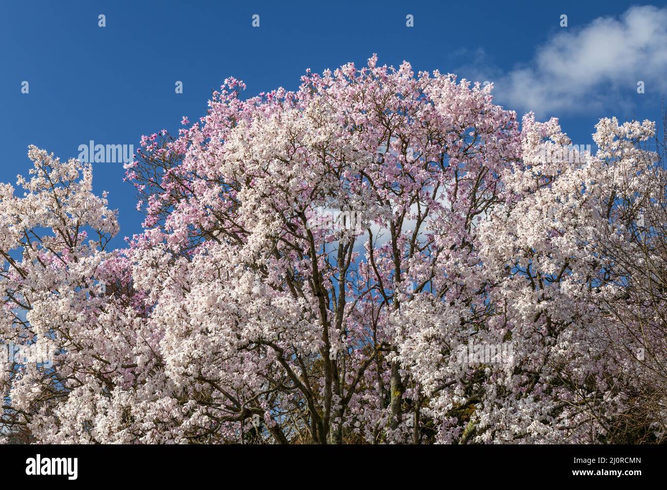 Primo piano dei fiori di Magnolia che fioriscono in primavera contro un cielo blu, Inghilterra, Regno Unito Foto Stock
