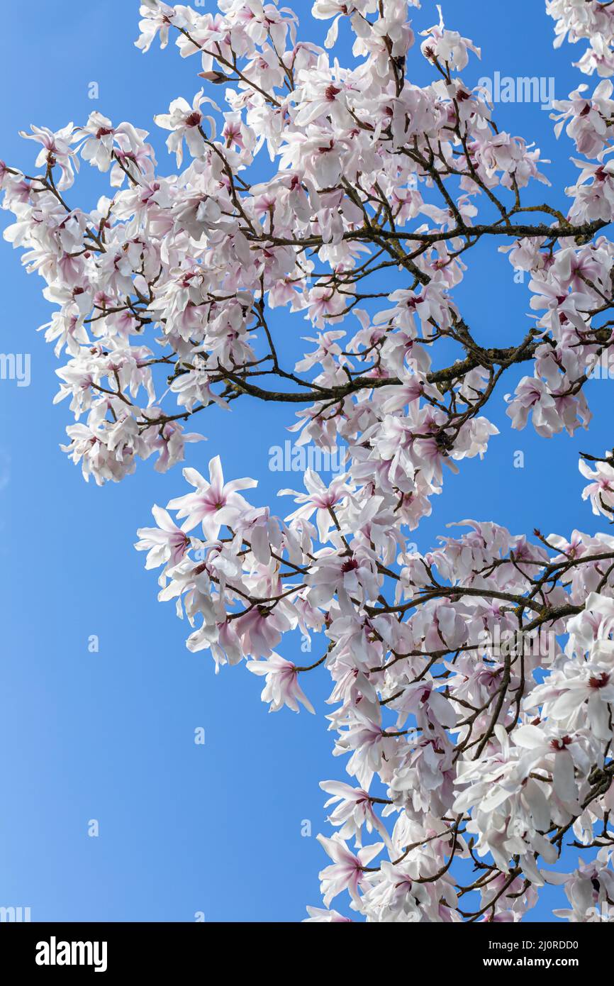 Primo piano dei fiori di Magnolia che fioriscono in primavera contro un cielo blu, Inghilterra, Regno Unito Foto Stock