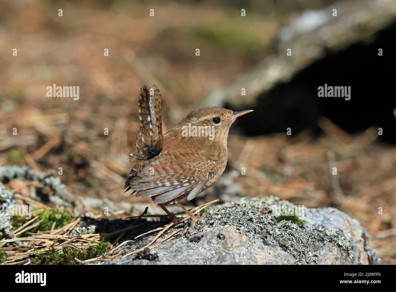 Torra eurasiatica, trogloditi trogloditi seduti con coda sollevata Foto Stock