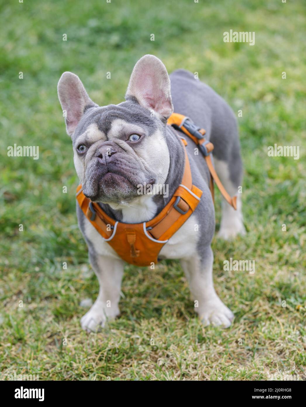 3,5-Year-Old Lilac Tan White Brindle (AKA Trindle) maschio Puppy Bulldog francese. Parco per cani al guinzaglio nella California settentrionale. Foto Stock