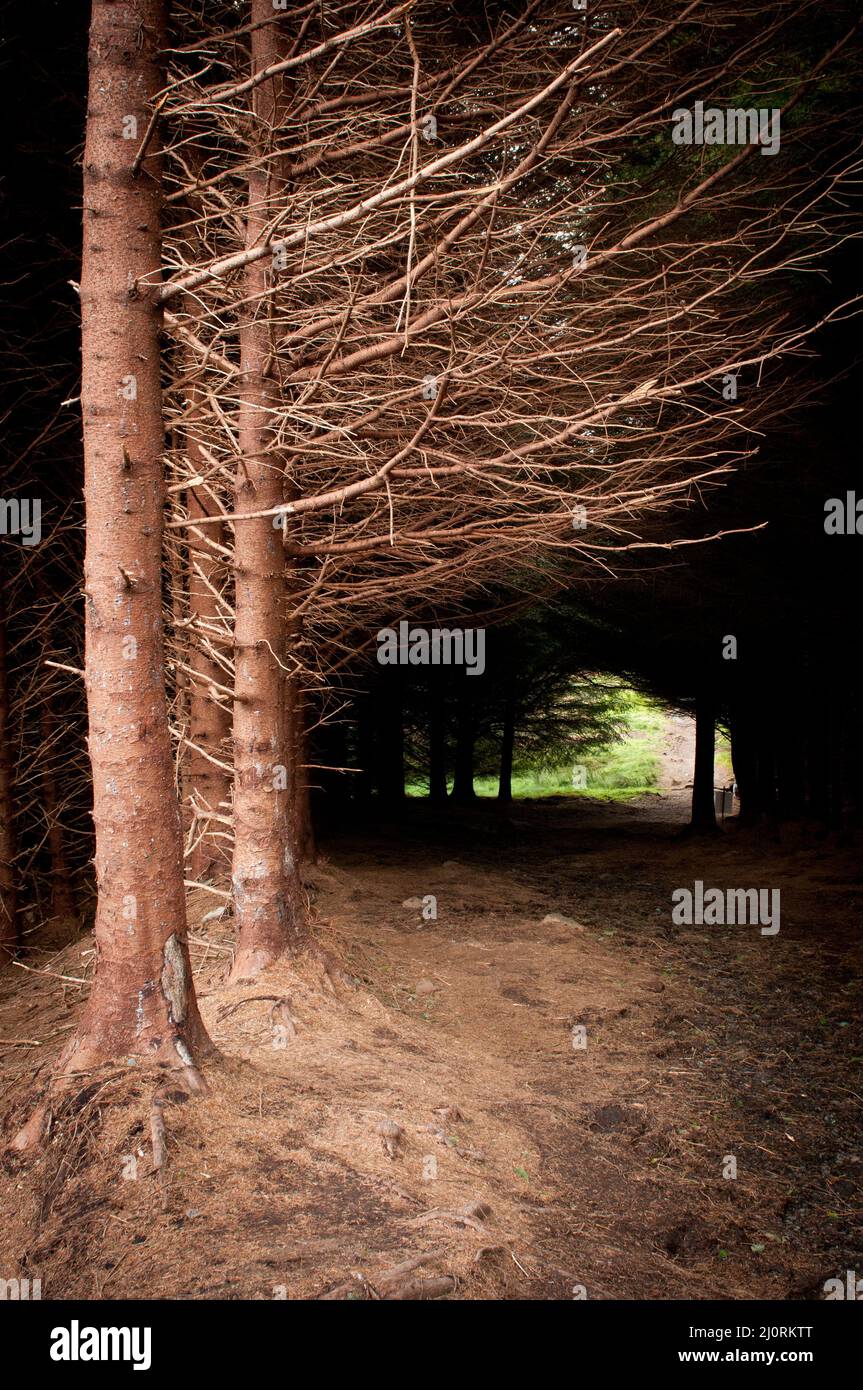 Tree log creare un tunnel con luce luminosa alla fine Foto Stock