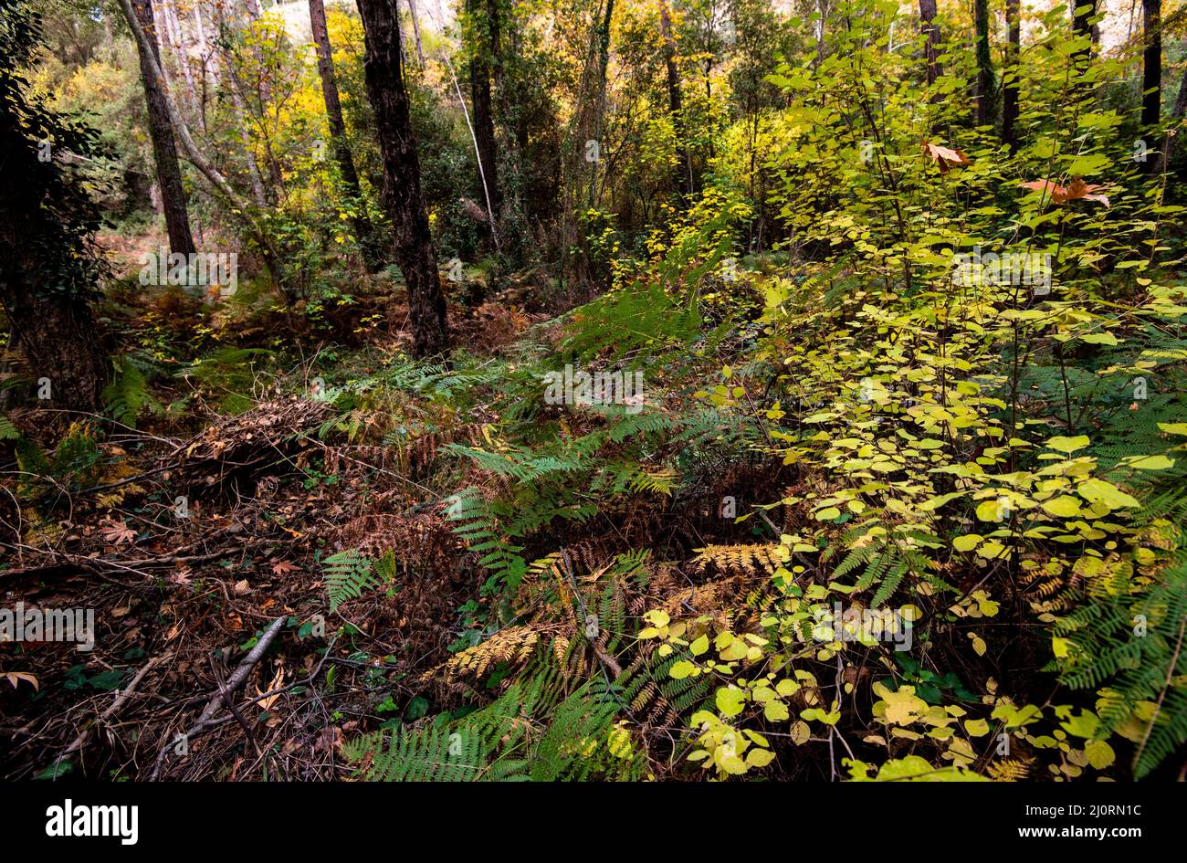 Foglie di acero su un ramo d'albero in autunno. Stagione autunnale in una foresta. Foto Stock