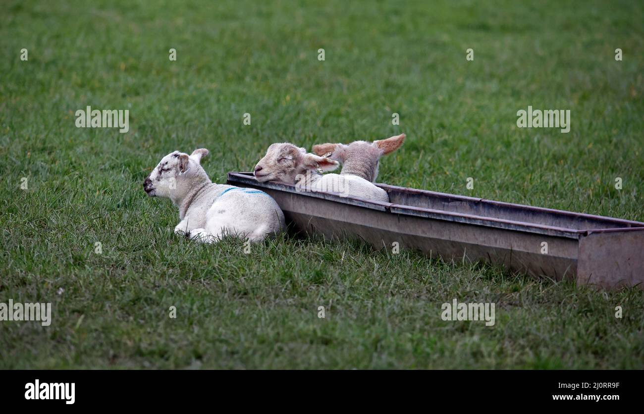 Nuovi agnelli nati snooze in un campo Foto Stock