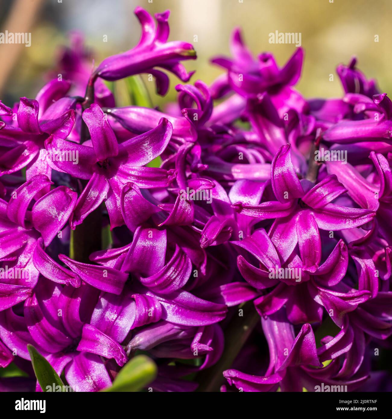Hyacinthus orientalis "Miss Saigon' Foto Stock