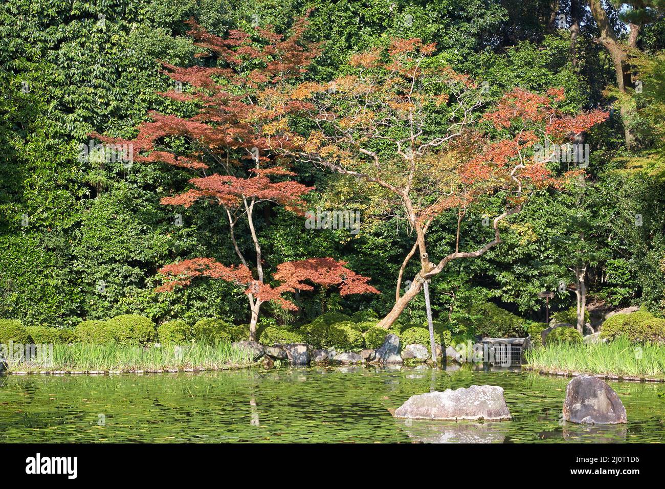 Alberi di acero nel fogliame autunnale al Naka Shin-en giardino del Santuario di Heian-jingu. Kyoto. Giappone Foto Stock