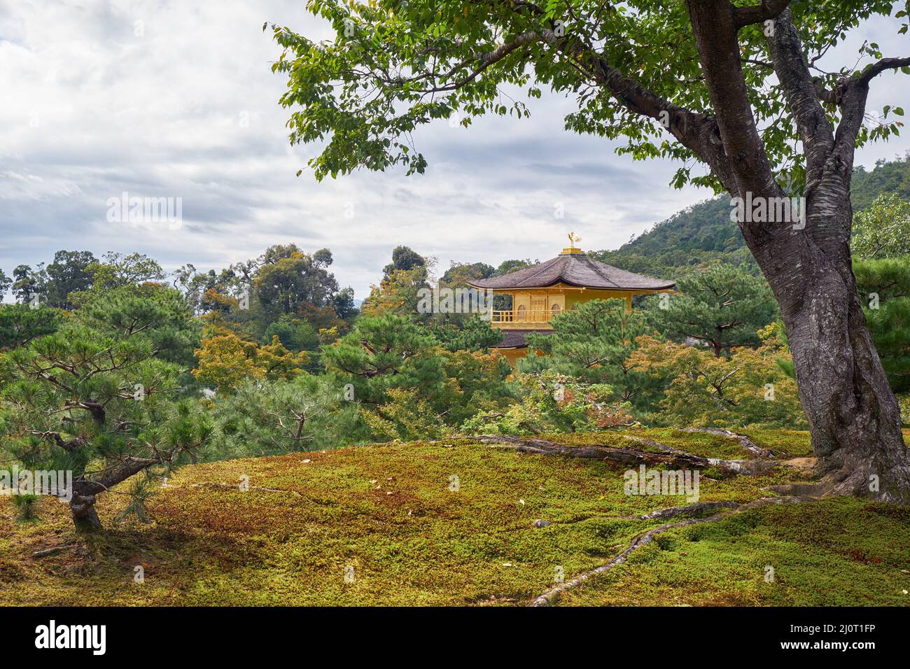 Il vecchio albero sakura nel parco muss del tempio di Kinkaku-ji (Rokuon-ji). Kyoto. Giappone Foto Stock